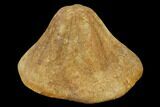 Miocene Fossil Echinoid (Clypeaster) - Taza, Morocco #114601-1